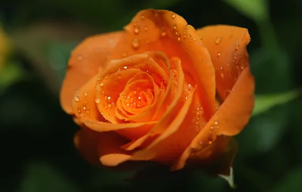 Picture Rosa, rose, orange, bright. drops