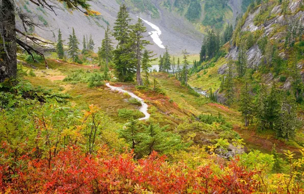 Autumn, trees, mountains, river, gorge, Russia, the bushes, Far East