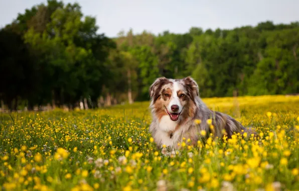 Picture field, flowers, dog