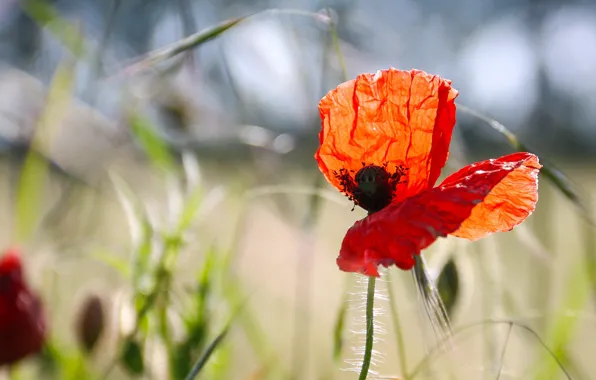 Picture grass, light, flowers, red, background, Mac, Maki, light