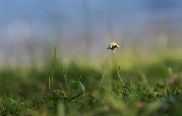 Grass, Daisy, Green