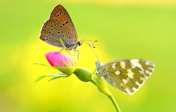 Picture macro, flowers, yellow, background, butterfly, two, stem, pair