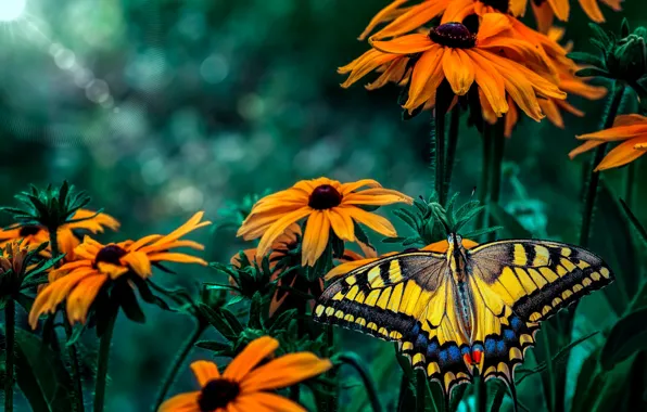 Macro, flowers, butterfly, garden, insect, orange, green background, yellow