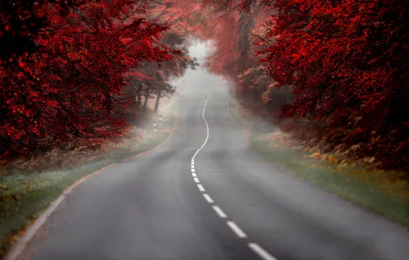 Road, autumn, trees, nature