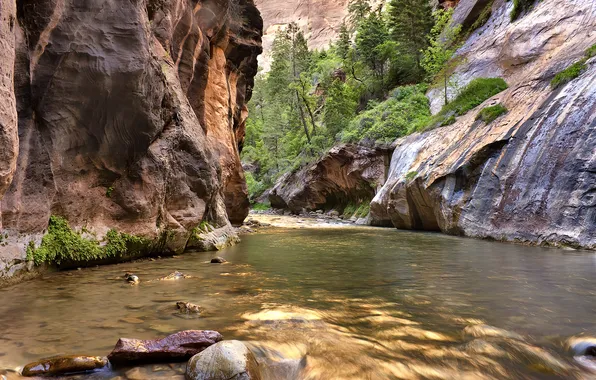 Trees, river, stones, rocks, stream, canyon