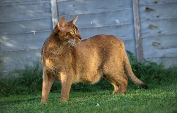 Cat, grass, cat, lawn