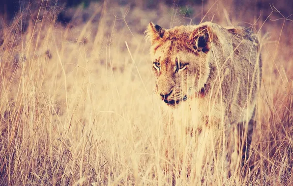 Picture field, grass, eyes, look, nature, pose, Leo, Savannah