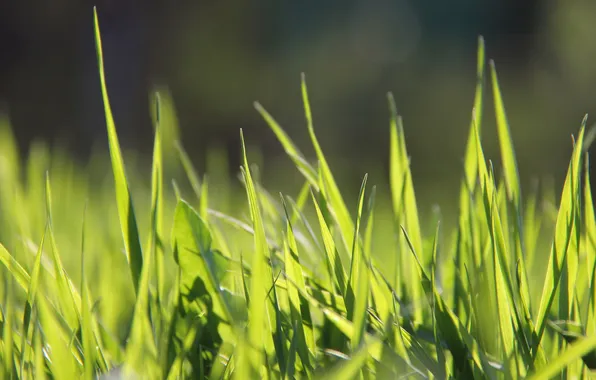 Grass, macro, green, spring, Sunny, happily, backlight
