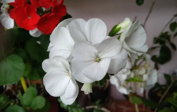 Flowers, pelargonium, White flowers, White flowers, Pelargonium
