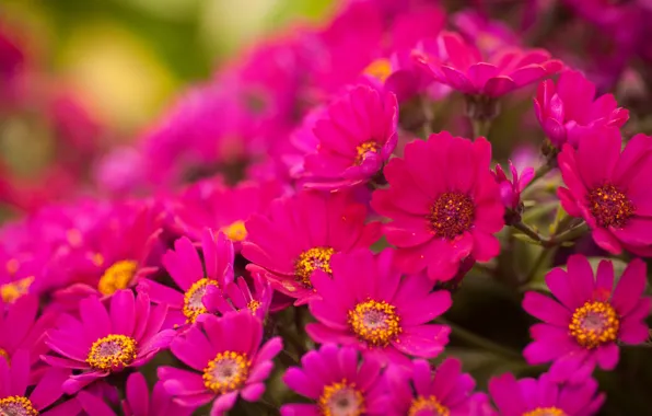 Flowers, bright, pink, chrysanthemum, a lot