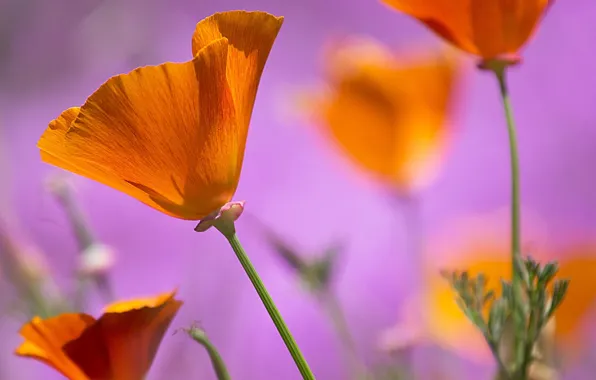 Picture flowers, background, pink, orange, Estella, California