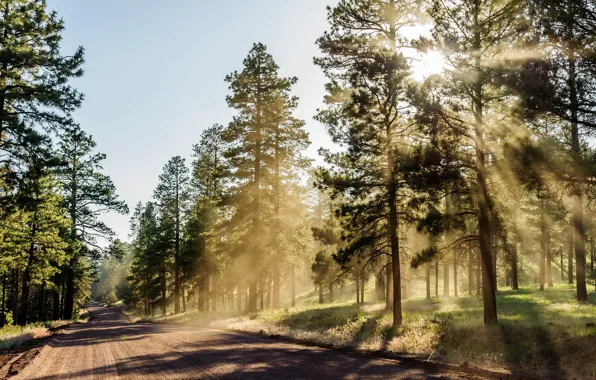 Picture road, forest, light