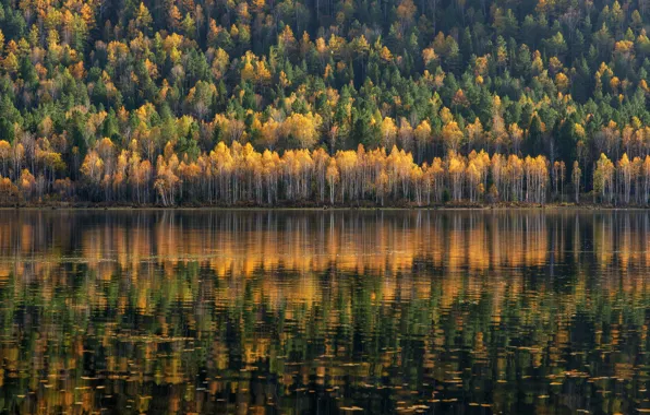 Water, lake, forrest