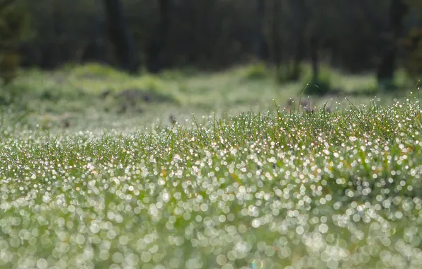 Grass, drops, dew, meadow