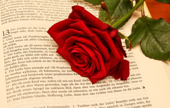 Flower, rose, Book