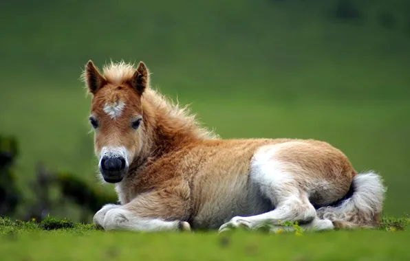 Picture nature, horse, foal