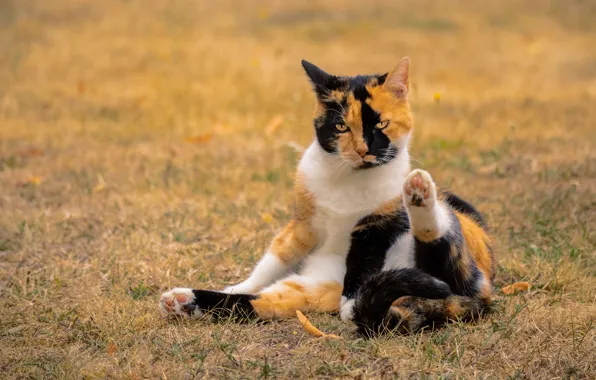 Picture autumn, cat, grass, look, face, pose, glade, paws