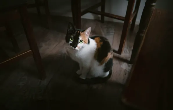 Picture cat, look, home