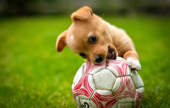 Picture the game, the ball, dog, red, puppy, lawn