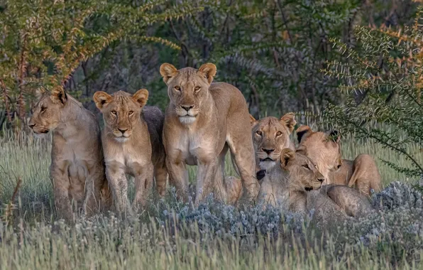 Picture Africa, wild cats, lions, lioness, harem
