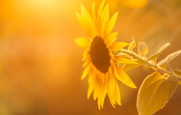 Summer, light, sunflower