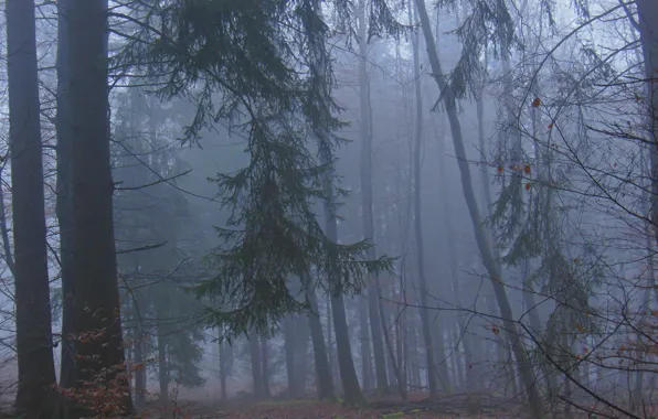 Forest, trees, nature, fog, Germany, Germany, Rhineland-Palatinate, Ralf Gotthardt