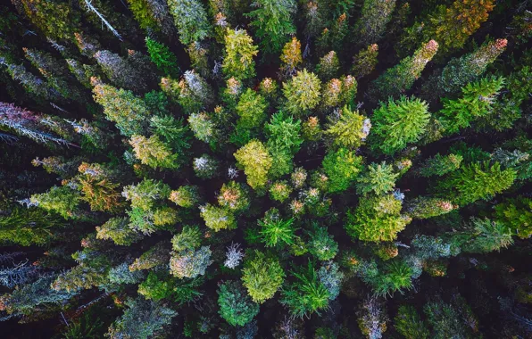Forest, trees, nature, the view from the top