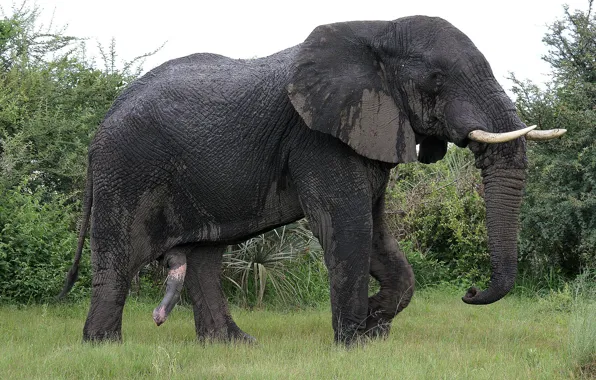Nature, Elephant, male