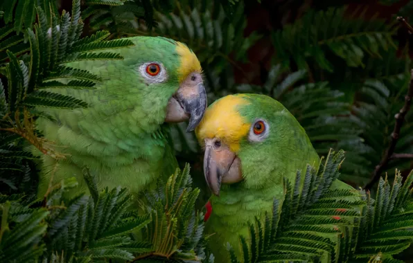 Tree, stay, Birds, pair, parrots, ary