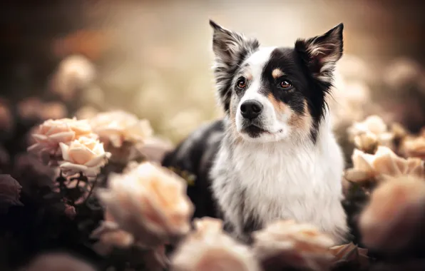 Face, flowers, roses, dog