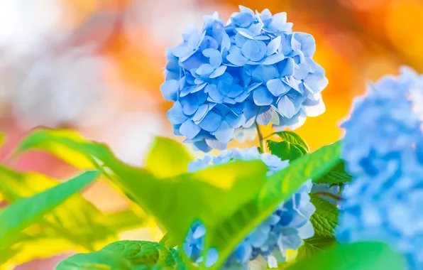 Flowers, bokeh, hydrangea
