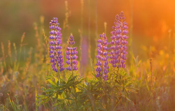 Light, flowers, glade, lupins