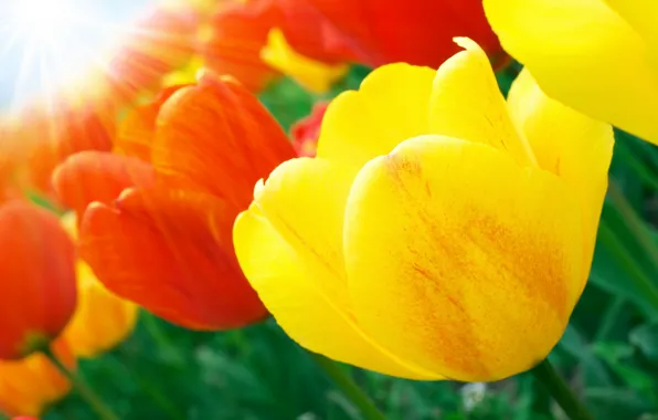 Picture leaves, the sun, rays, flowers, beauty, bouquet, petals, tulips