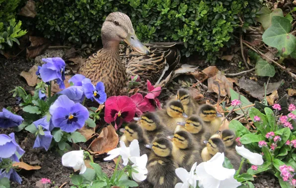 Flowers, duck, ducklings