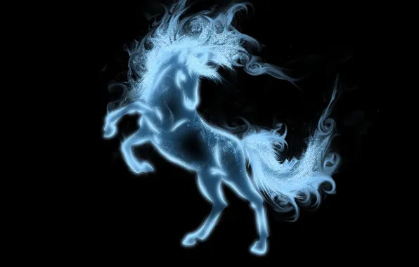 Picture animal, horse, mane, tail, black background, hooves