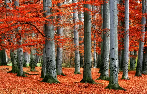 Picture red, forest, trees