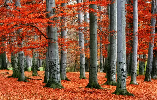 Red, forest, trees