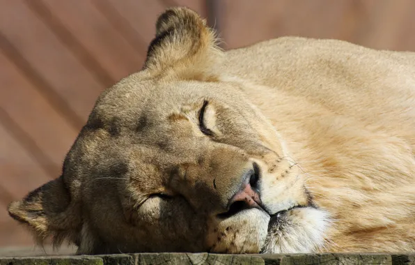 Picture cat, face, stay, sleep, sleeping, lioness
