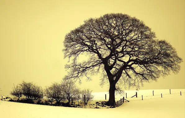 Winter, field, snow, tree