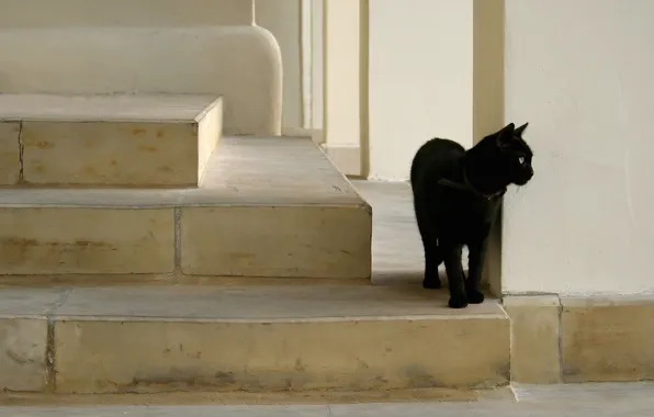 Picture black, cat, on the stairs