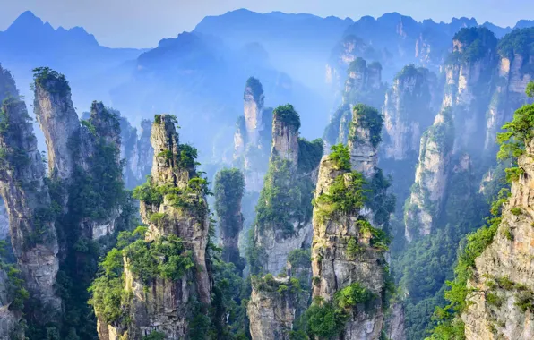Trees, rocks, China, national Park, Hunan province, Zhangjiajie