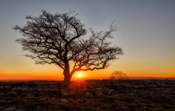 Picture sunset, stones, tree