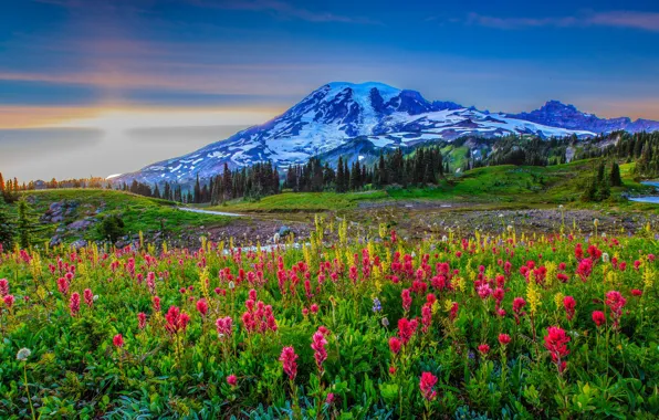 Snow, flowers, mountains, meadow, USA, Washington