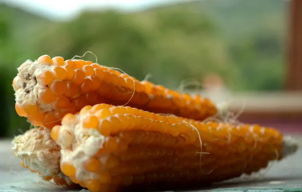 Grain, corn, harvest, cereals, vegetable, the cob