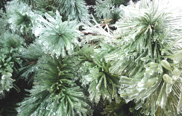 Branch, Ice, frost