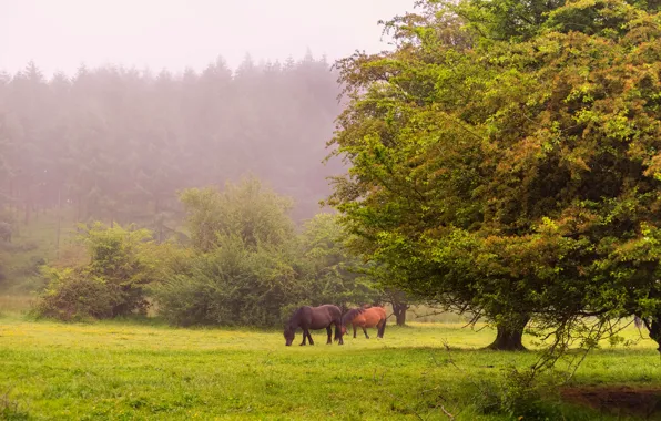 Forest, grass, trees, fog, glade, horse, lawn