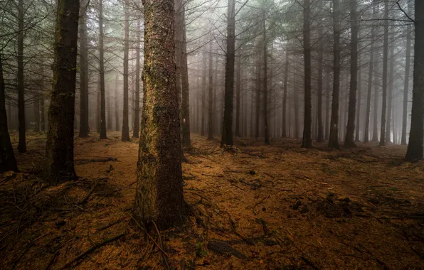 Forest, night, fog, trunks, pine