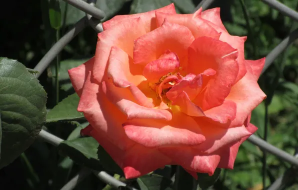 Mesh, rose, June, Mamala ©, summer 2018