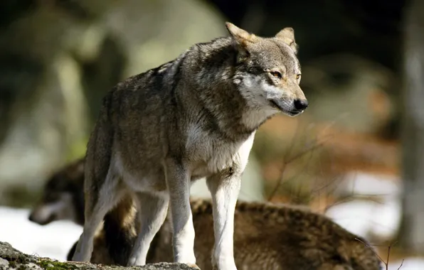Nature, predator, animal, wolf, wildlife, portrait, portrait., Canis lupus. face