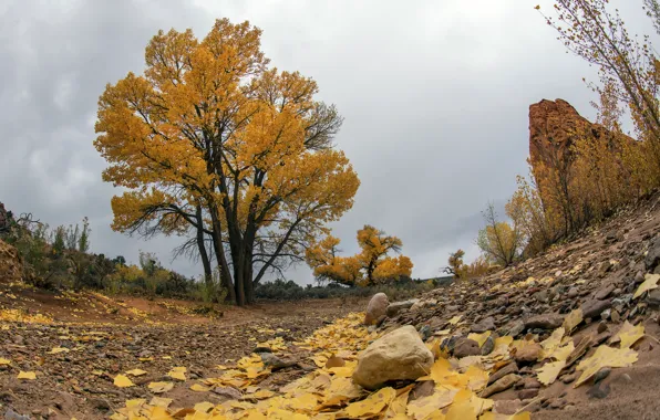 Picture autumn, trees, stones